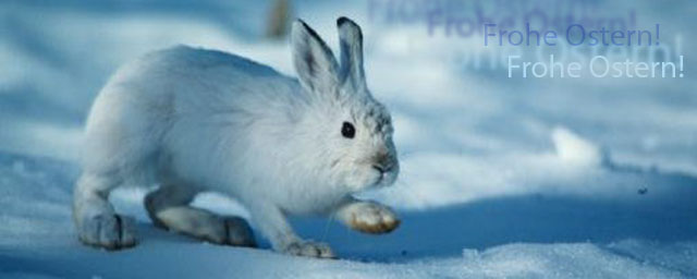 osterhase-schnee-frohe-ostern BBG Osterhase