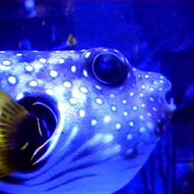 Aquarium