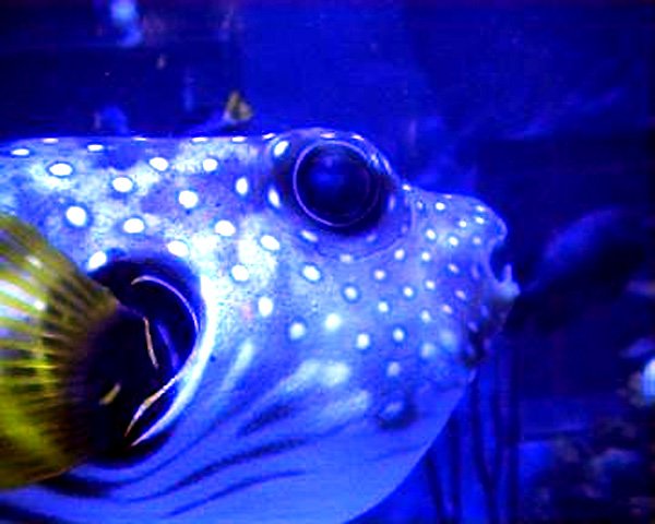 Aquarium