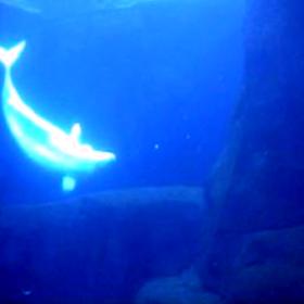 Aquarium_Beluga2