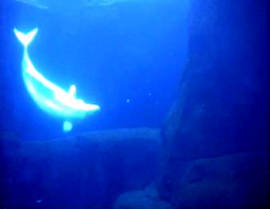 Aquarium_Beluga2