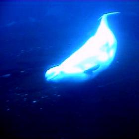 Aquarium_Beluga3