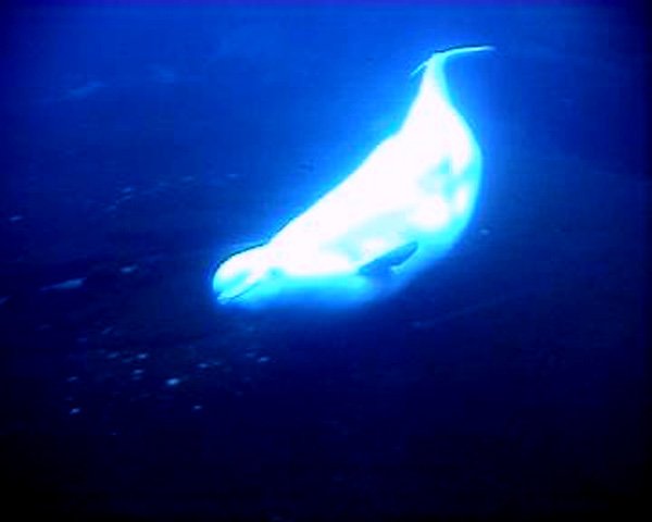 Aquarium_Beluga3