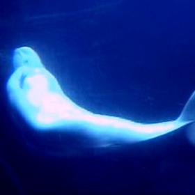 Aquarium_Beluga4