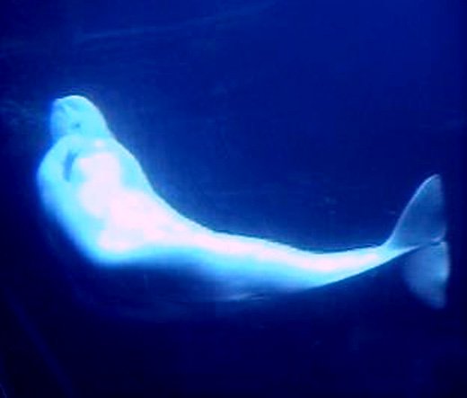 Aquarium_Beluga4