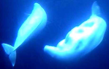 Aquarium_Beluga7