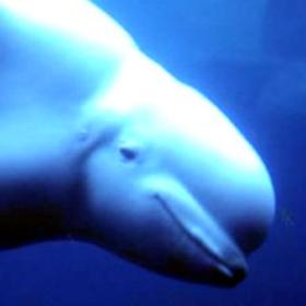 Aquarium_Beluga