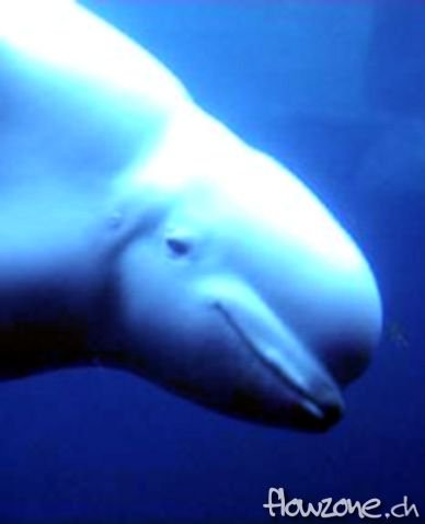 Aquarium_Beluga