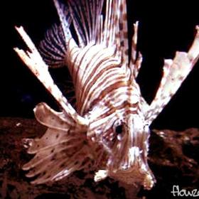 Aquarium_LionFish