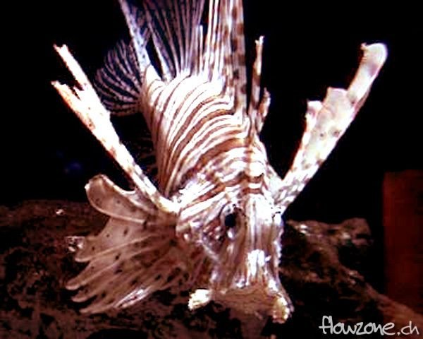 Aquarium_LionFish