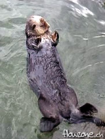 Aquarium_Otter2