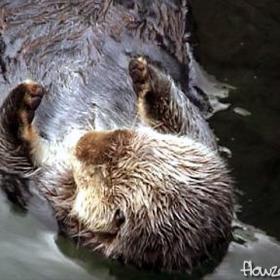 Aquarium_Otter