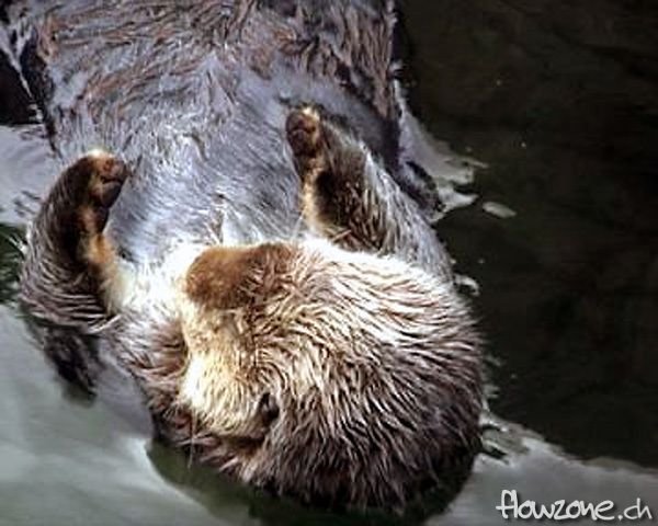 Aquarium_Otter