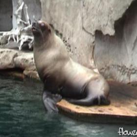 Aquarium_Sealion