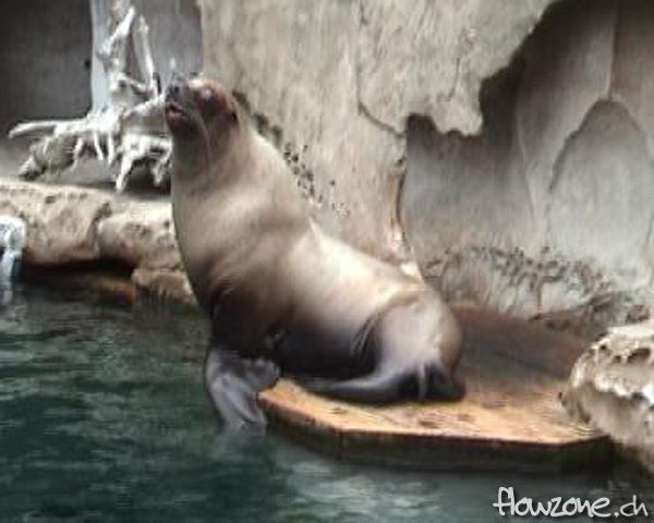 Aquarium_Sealion