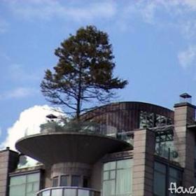Penthouse