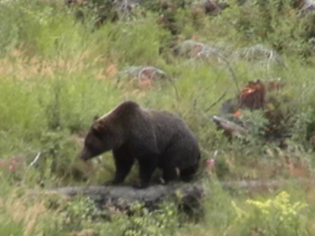 grizzly2_JPG
