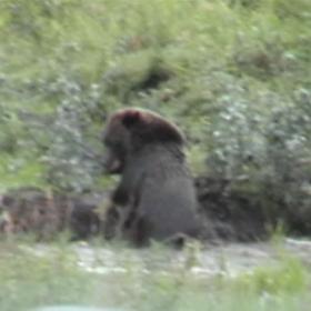 grizzly_JPG