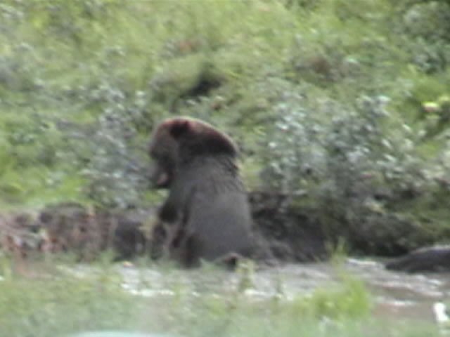 grizzly_JPG