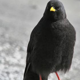 zermatt-bergdole-profil