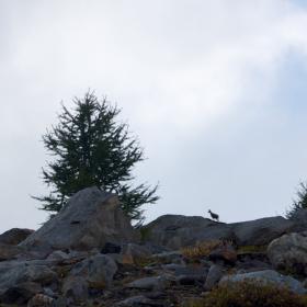 aletsch-jungfrau-mtb-freeride-30