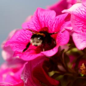 aletsch-jungfrau-mtb-freeride-4